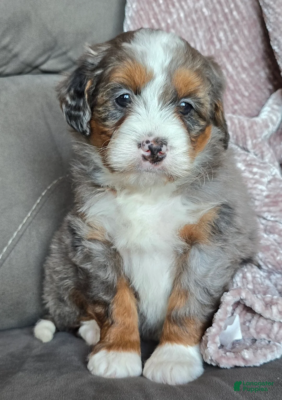 Mini Bernedoodle dogs for sale: Mini Sophie - Ad 8