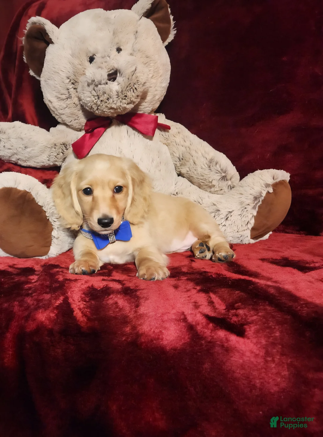 Miniature Dachshund dogs for sale: HAYES - Ad 2
