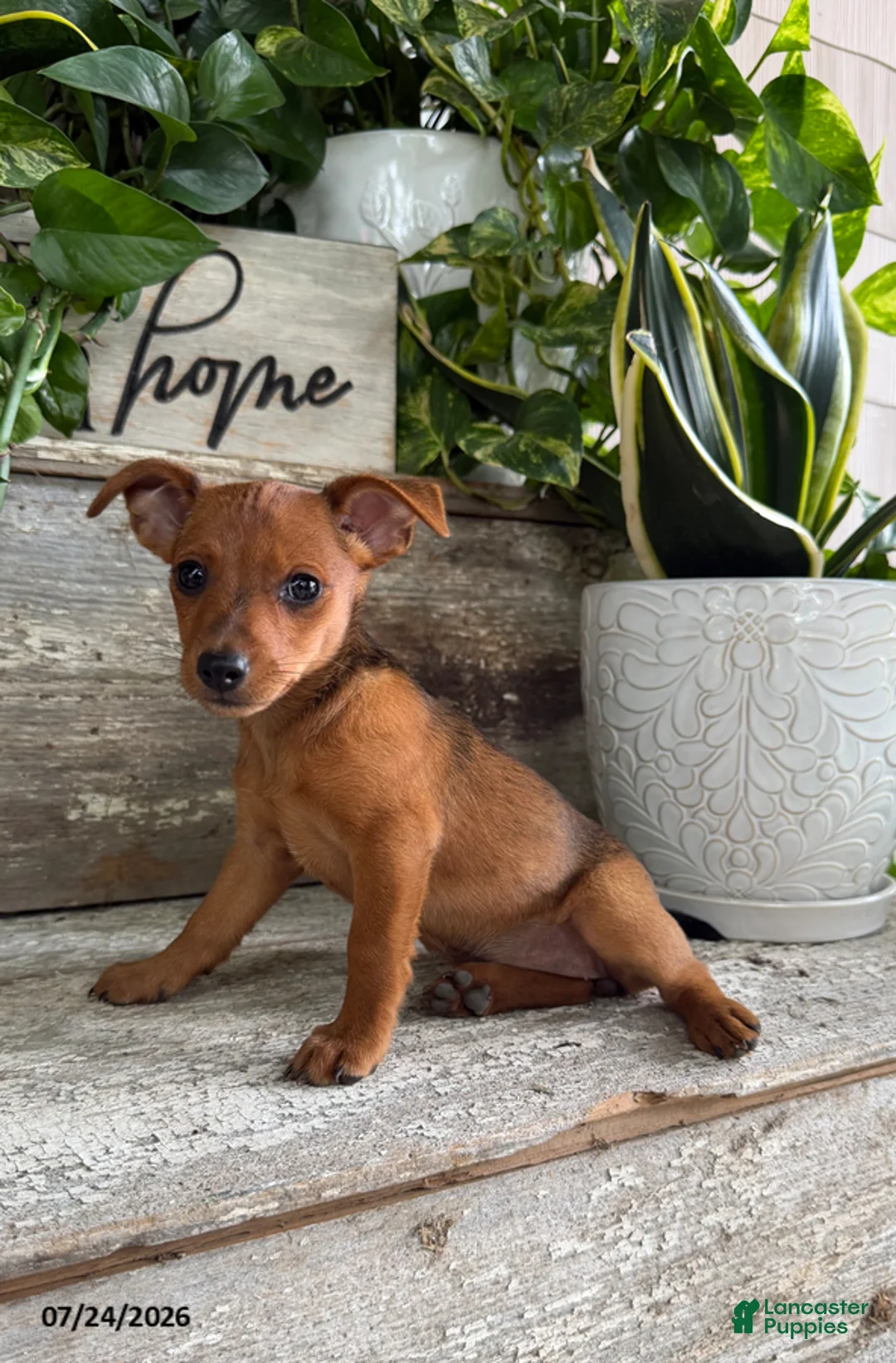 Mixed Breed dogs for sale: Cheyenne - Ad 1