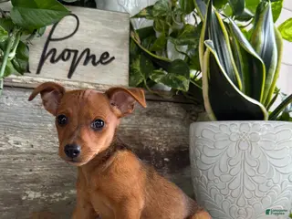 Mixed Breed dogs Cheyenne - Ad 5