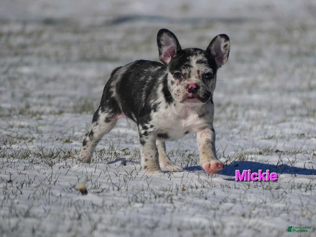 Mixed Breed dogs for sale: Mickie - Ad 3