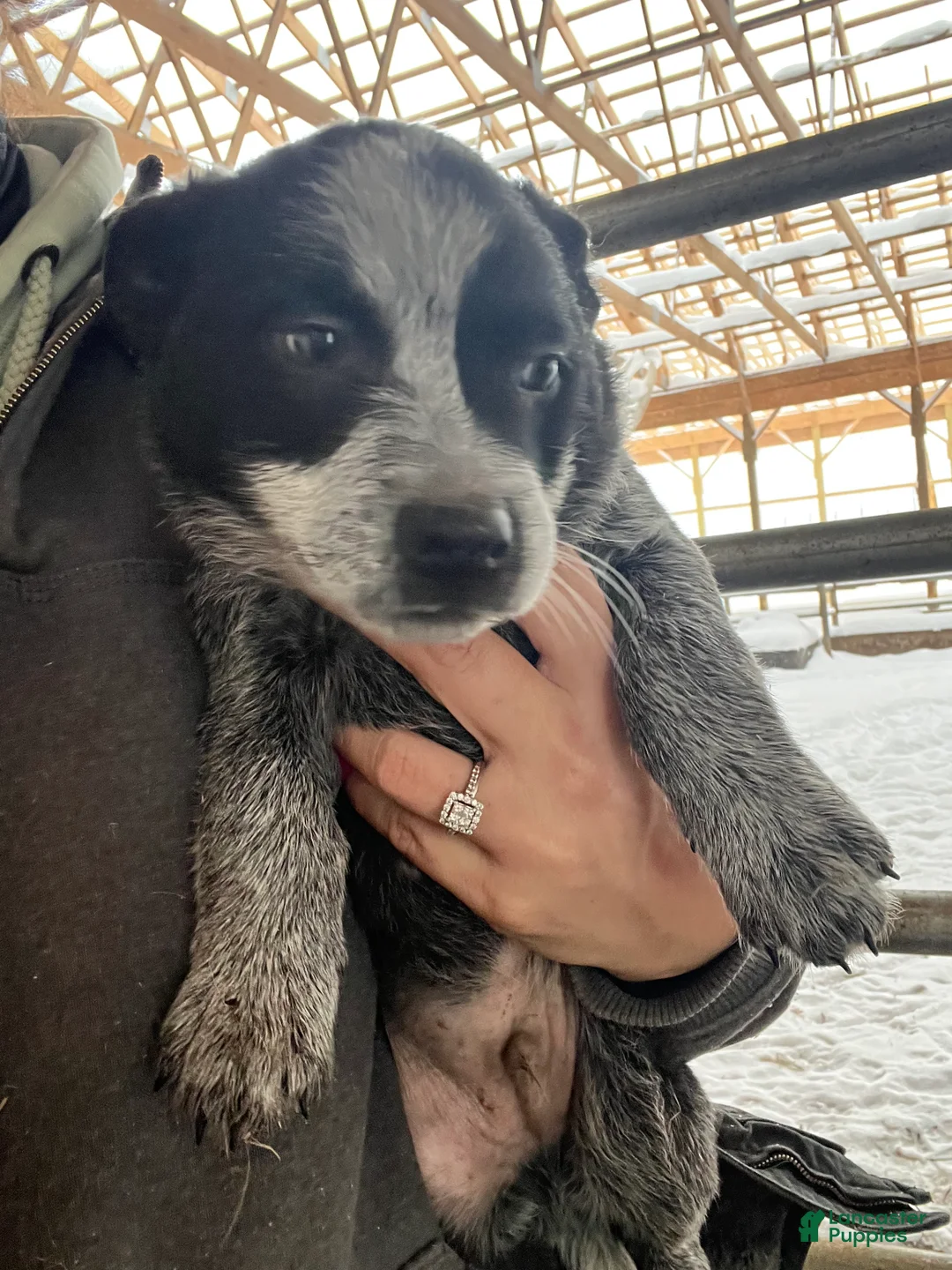 Australian Cattle Dog dogs for sale: Archer - Ad 3