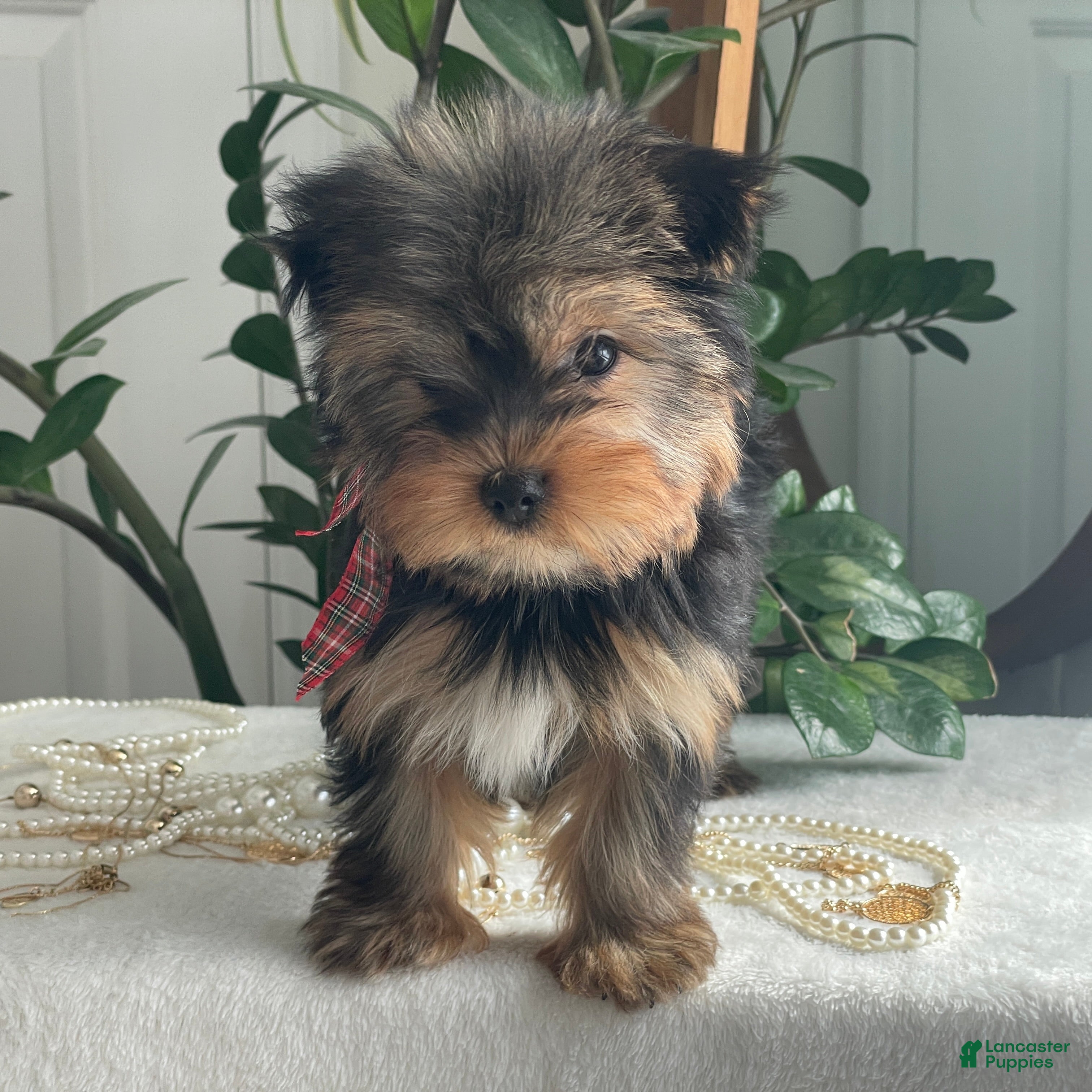 Yorkshire Terrier dogs Tiny Finn - Ad 2