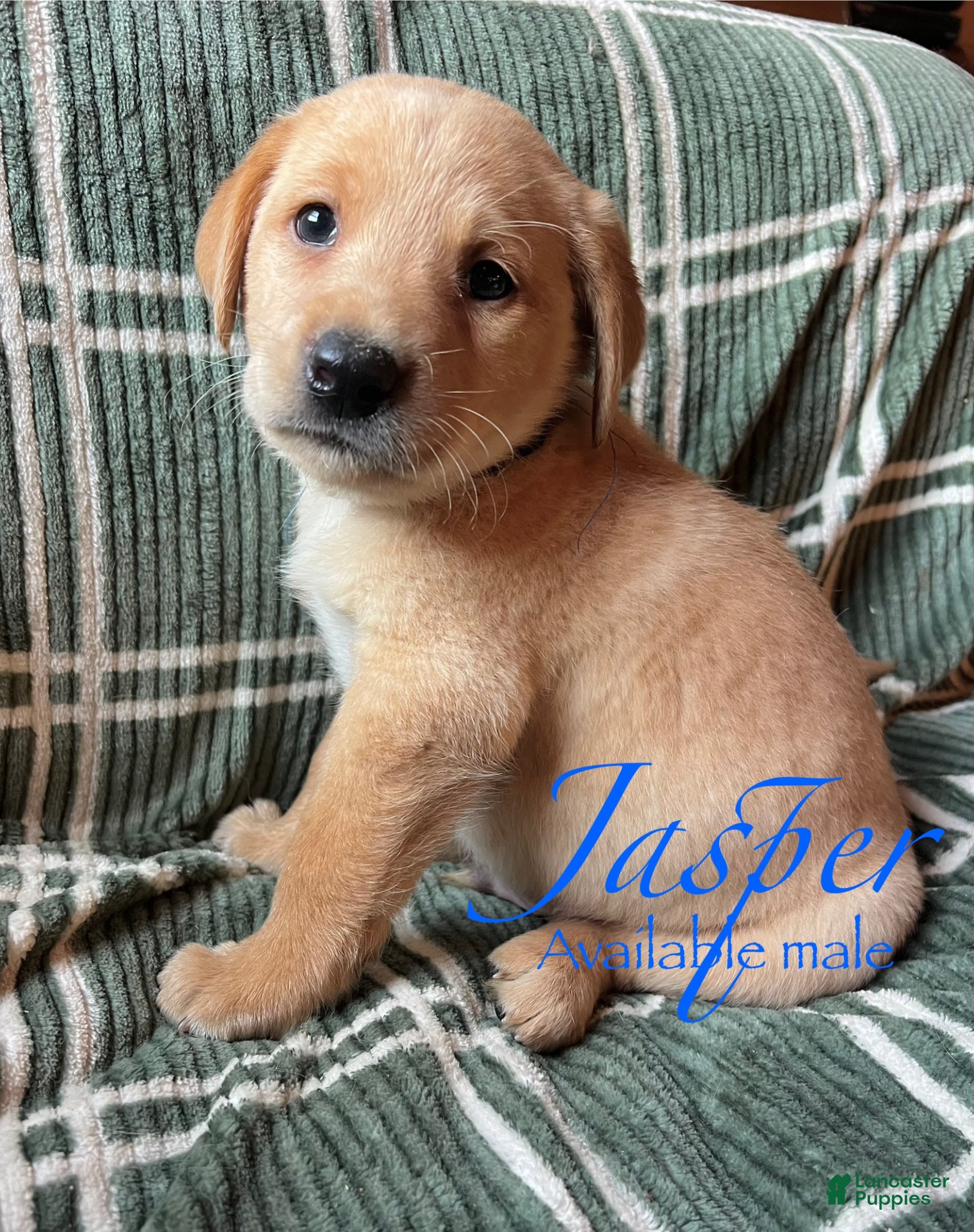 Labrador Retriever dogs Jasper - Ad 25