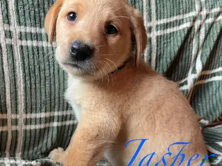 Labrador Retriever dogs Jasper - Ad 25