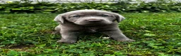 Labrador Retriever dogs for sale: Lavender - Ad 6