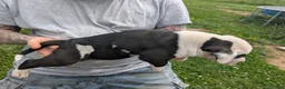 American Pit Bull Terrier dogs for sale: American Pit Bull Terrier Puppy 2 - Ad 4