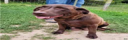 Labrador Retriever dogs for sale: Tom - Ad 9