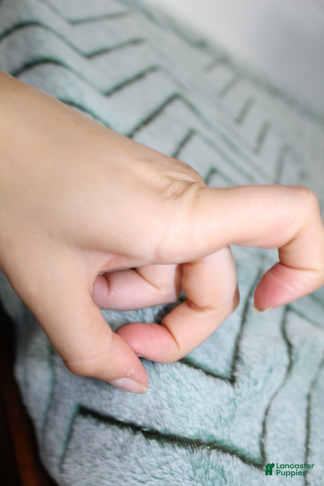 Bichon Frise dogs for sale: Mums - Ad 13