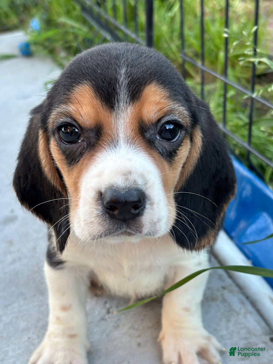Beagle dogs for sale: Gus - Ad 14