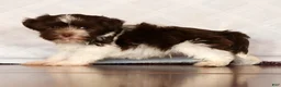 Havanese dogs for sale: Sammy - Ad 6