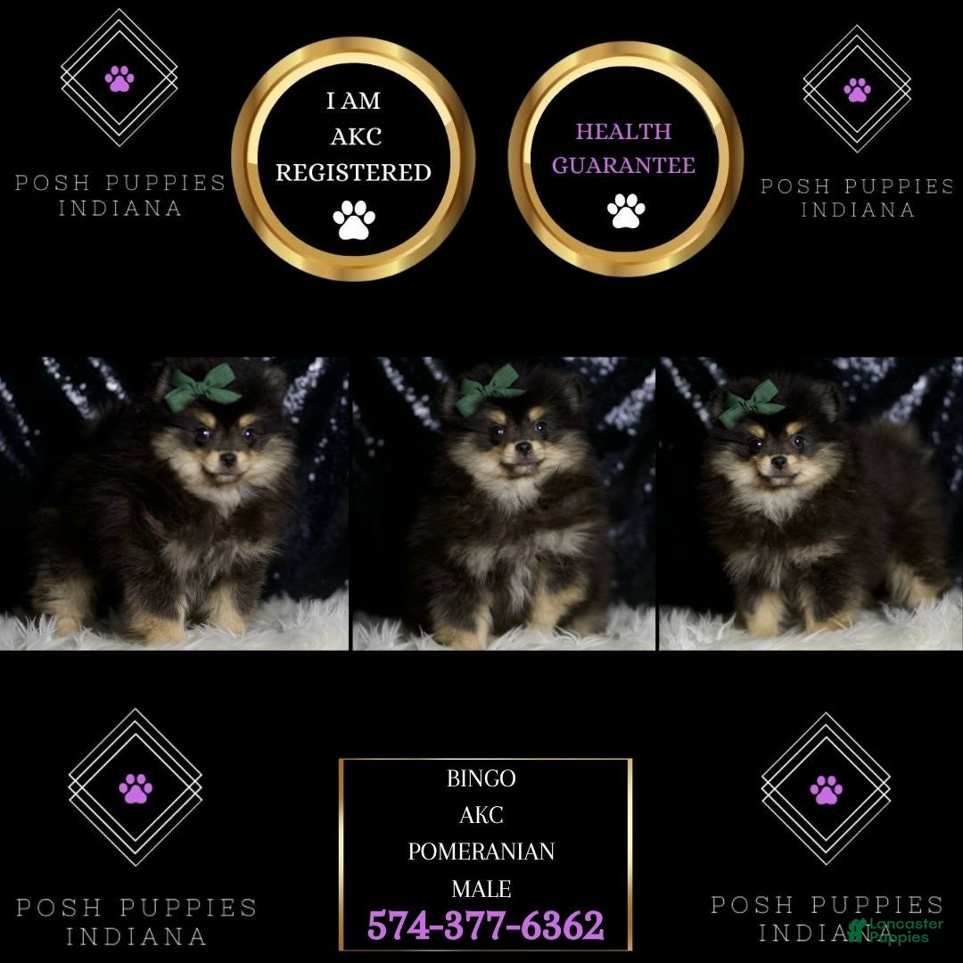 Pomeranian dogs Bingo - Ad 2