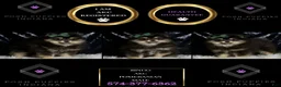 Pomeranian dogs for sale: Bingo - Ad 2