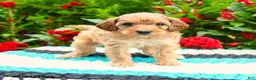 Mini Goldendoodle dogs for sale: Bundles - Ad 7