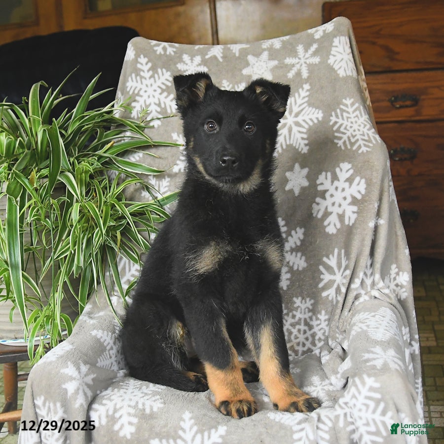 German Shepherd dogs Paris - Ad 1