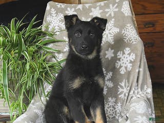 German Shepherd dogs Paris - Ad 35