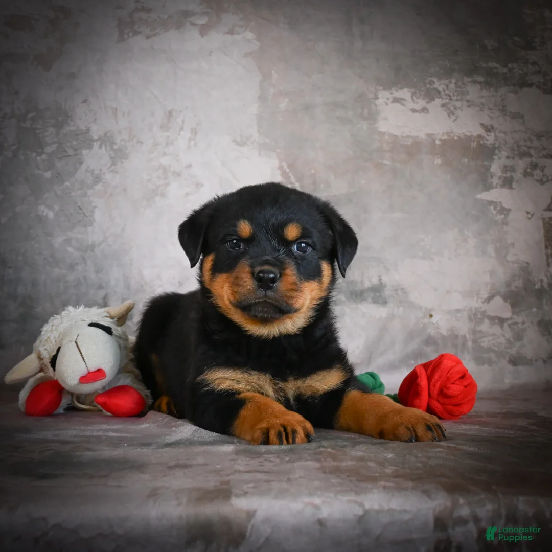 Rottweiler dogs for sale: Lincoln - Ad 2