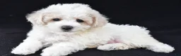 Cavachon dogs for sale: Jenny - Ad 2