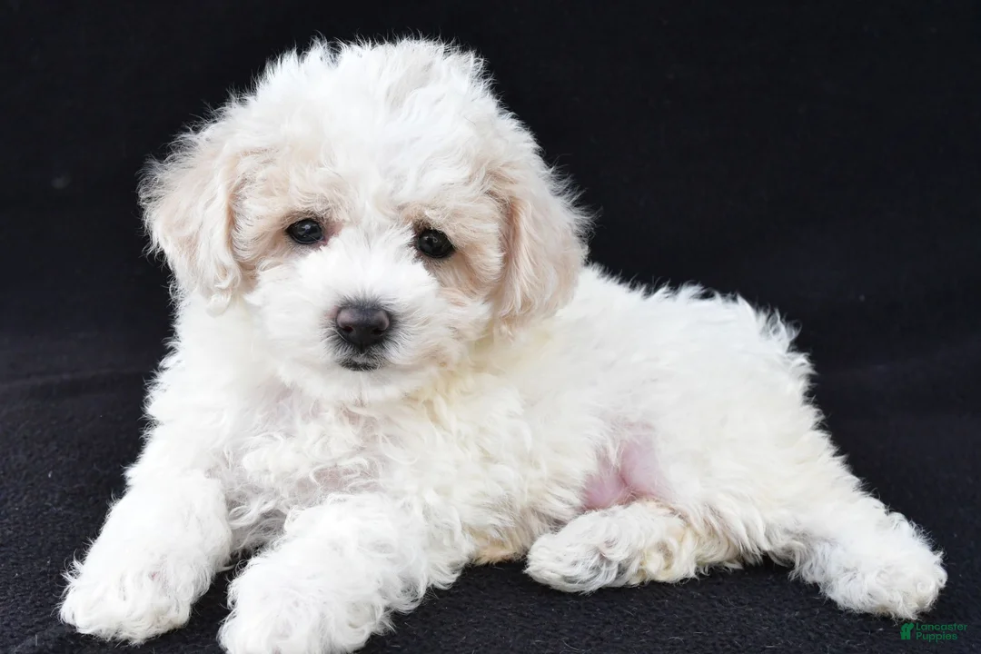 Cavachon dogs for sale: Jenny - Ad 2
