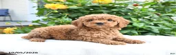 Mini Goldendoodle dogs for sale: Lydia - Ad 6