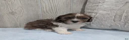Shihpoo dogs for sale: Toby - Ad 4
