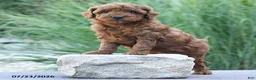 Toy Poodle dogs for sale: Kansas - Ad 4