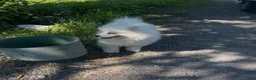 Samoyed dogs for sale: Snowball - Ad 4