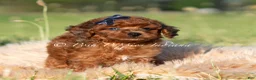 Toy Poodle dogs for sale: Wren AKC - Ad 4