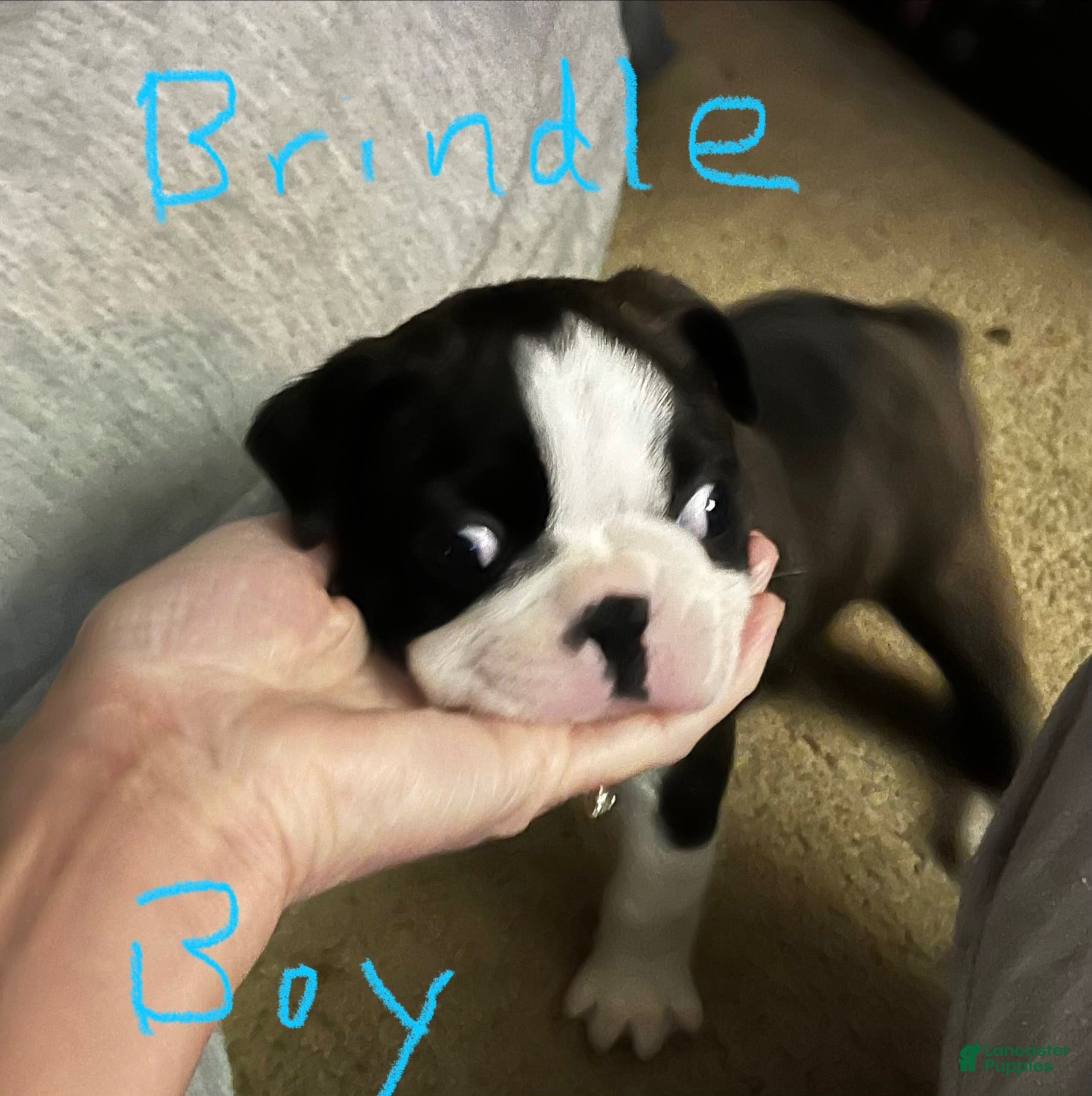 Boston Terrier dogs Boston Terrier 1 - Ad 24