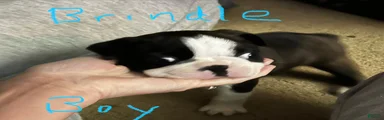 Boston Terrier 1