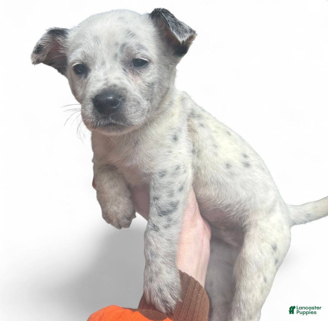 Australian Cattle Dog dogs Australian Cattle Dog Puppy 2 - Ad 3