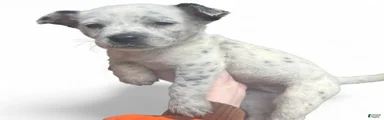 Australian Cattle Dog Puppy 2