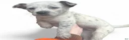 Australian Cattle Dog dogs for sale: Australian Cattle Dog Puppy 2 - Ad 1