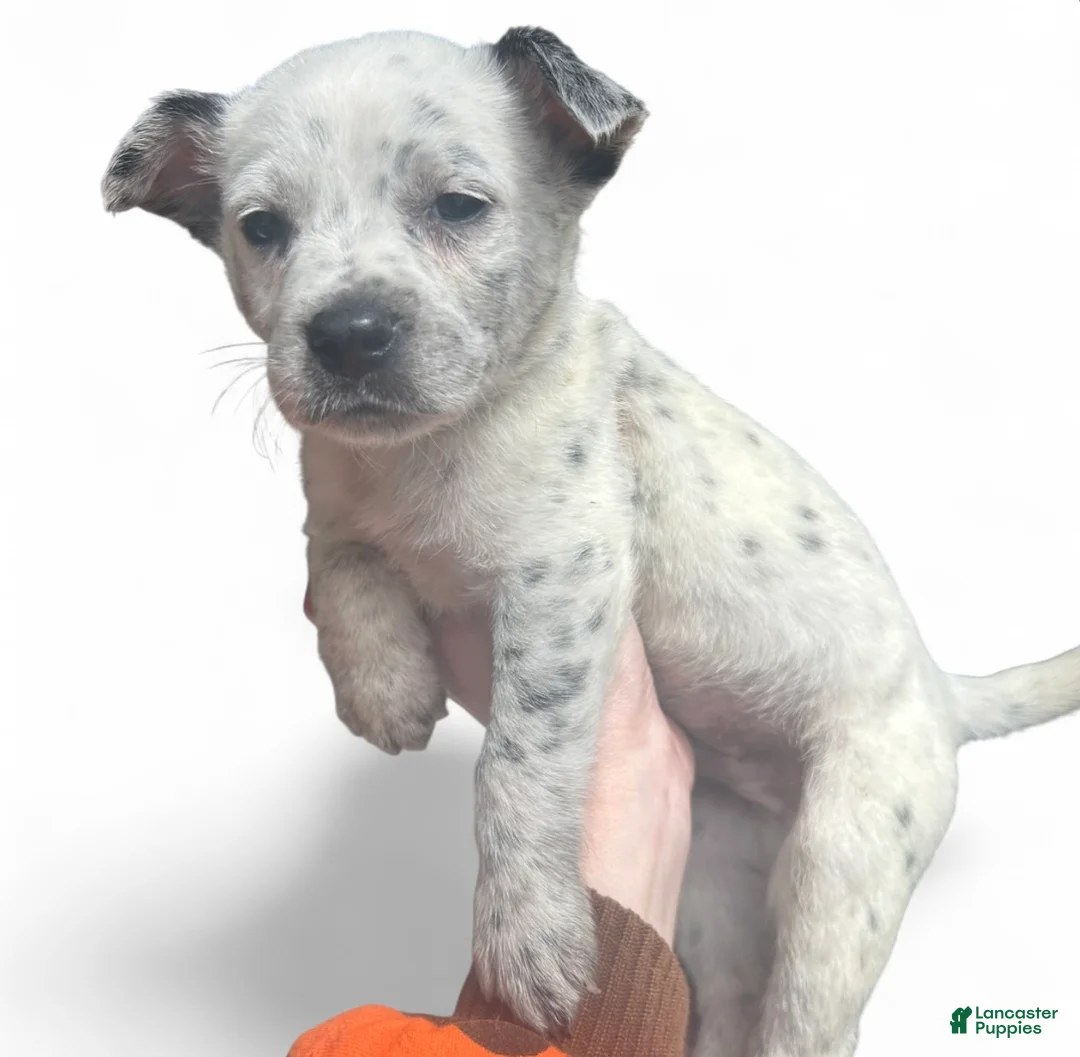 Australian Cattle Dog dogs for sale: Australian Cattle Dog Puppy 2 - Ad 1