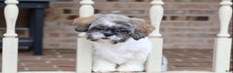 Shih Tzu dogs for sale: Snickers (Neutered) - Ad 11