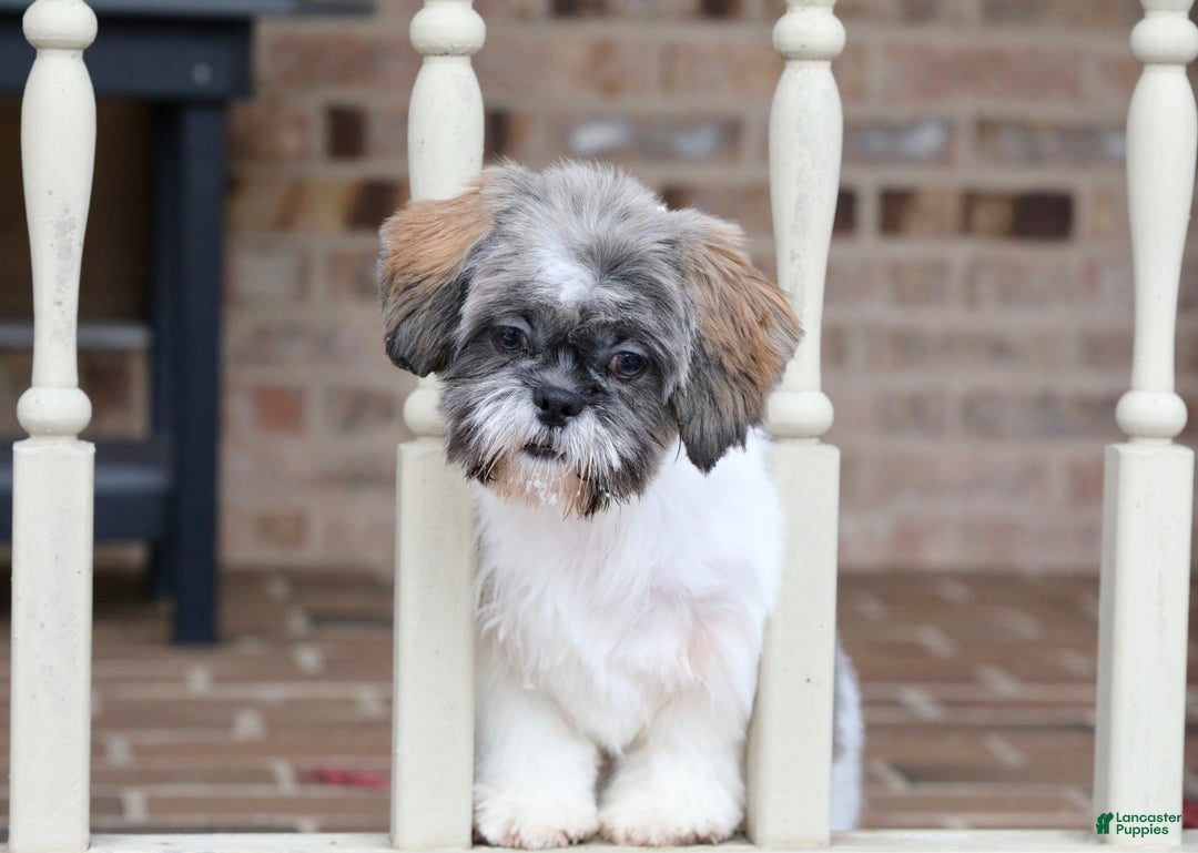 Shih Tzu dogs for sale: Snickers (Neutered) - Ad 11