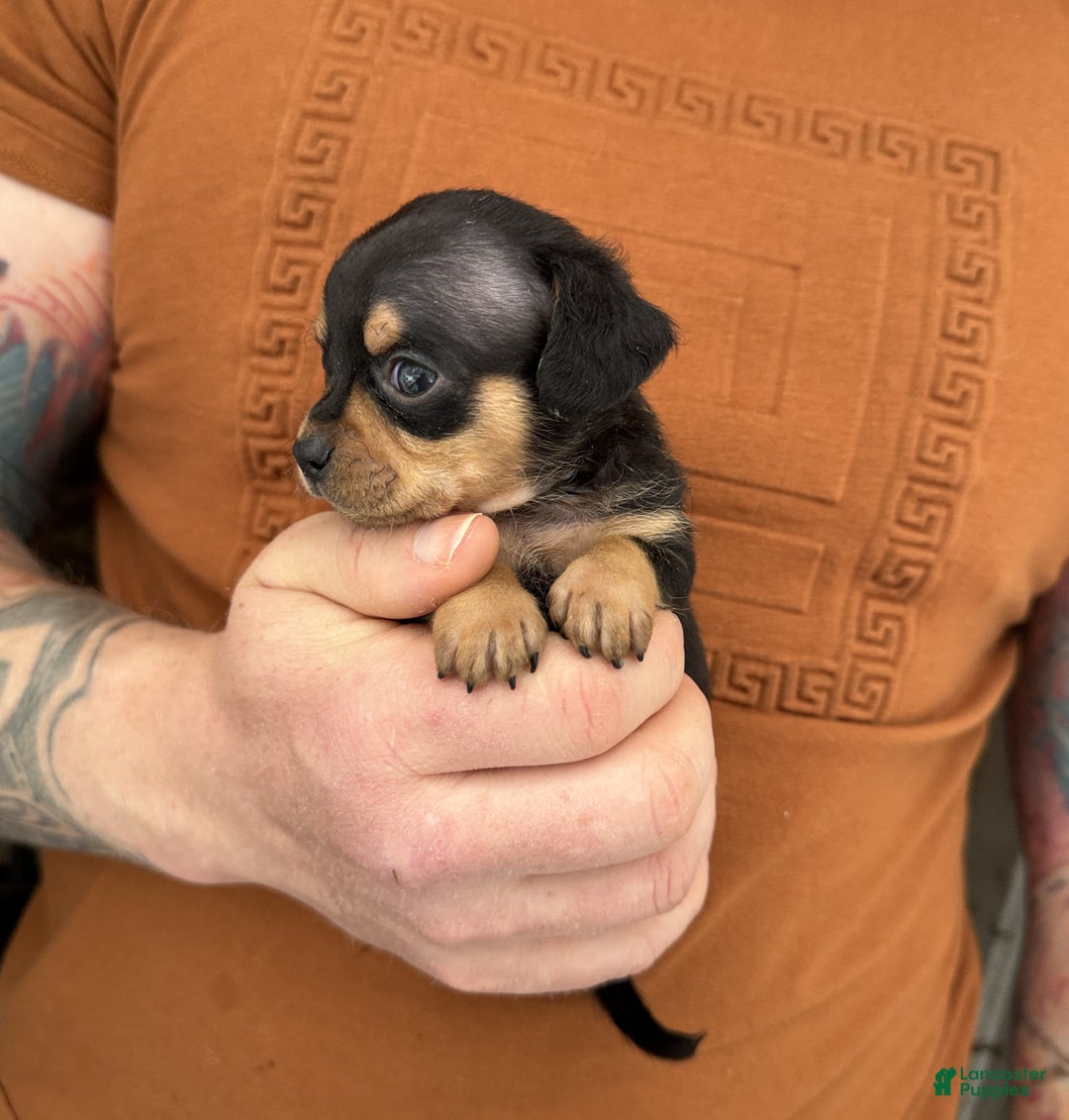 Chiweenie dogs for sale: Lyric  - Ad 4