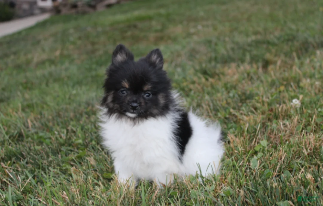 Pomeranian dogs for sale: Ziggy - Ad 2