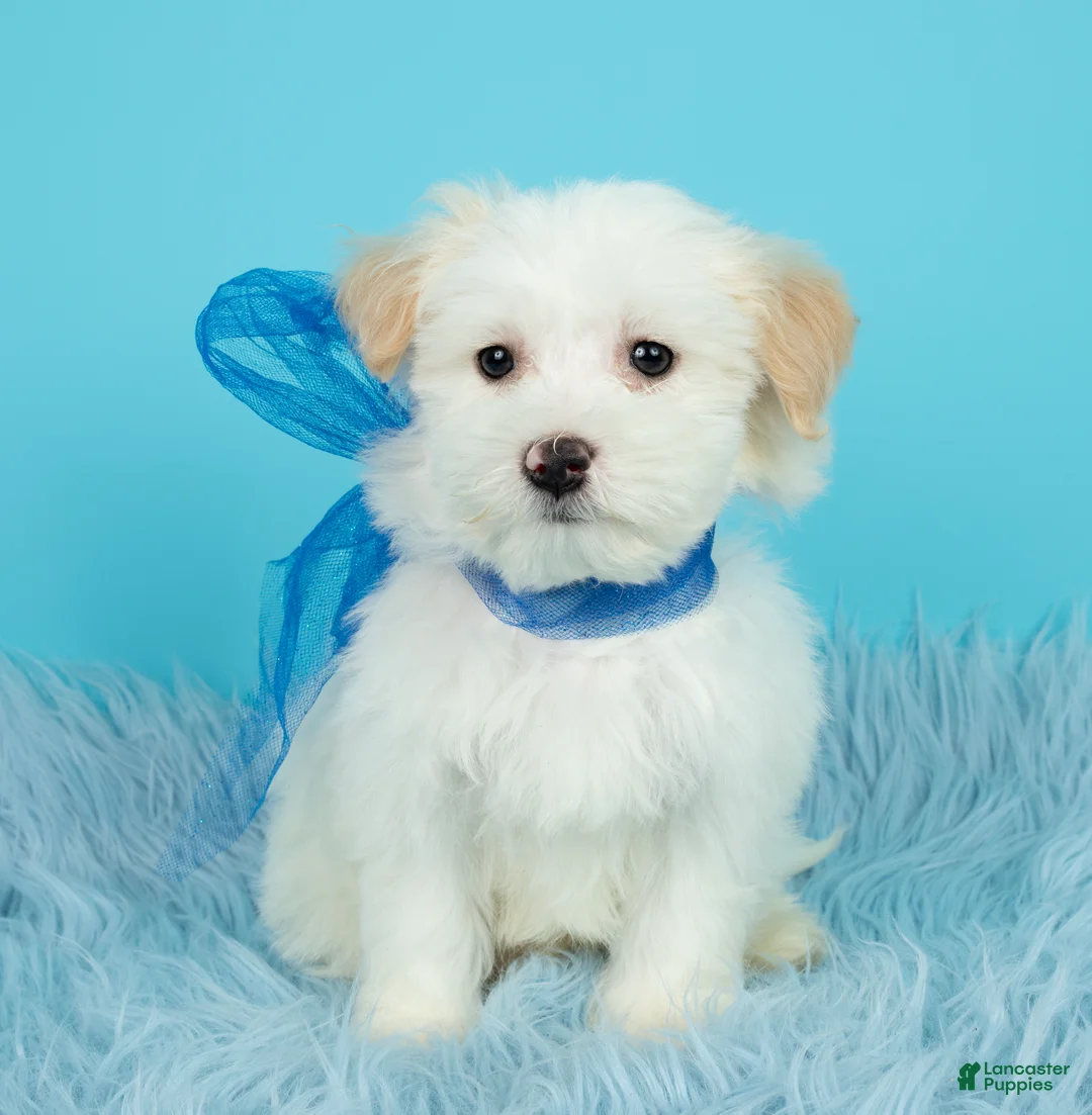 Maltipoo dogs for sale: Luke - Ad 2
