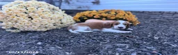 Welsh Springer Spaniel dogs for sale: Luna - Ad 3