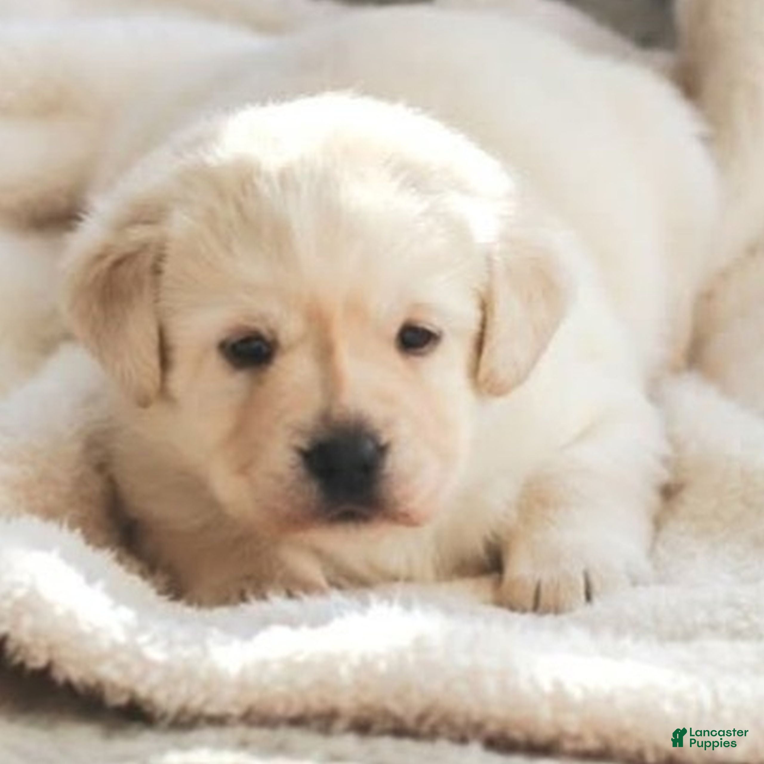 Labrador Retriever dogs Willow  - Ad 2