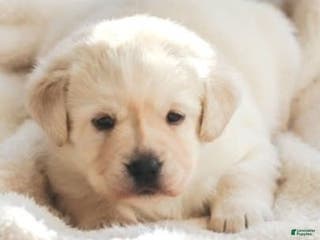 Labrador Retriever dogs Willow - Ad 1