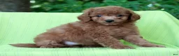 Mini Goldendoodle dogs for sale: Alice - Ad 8