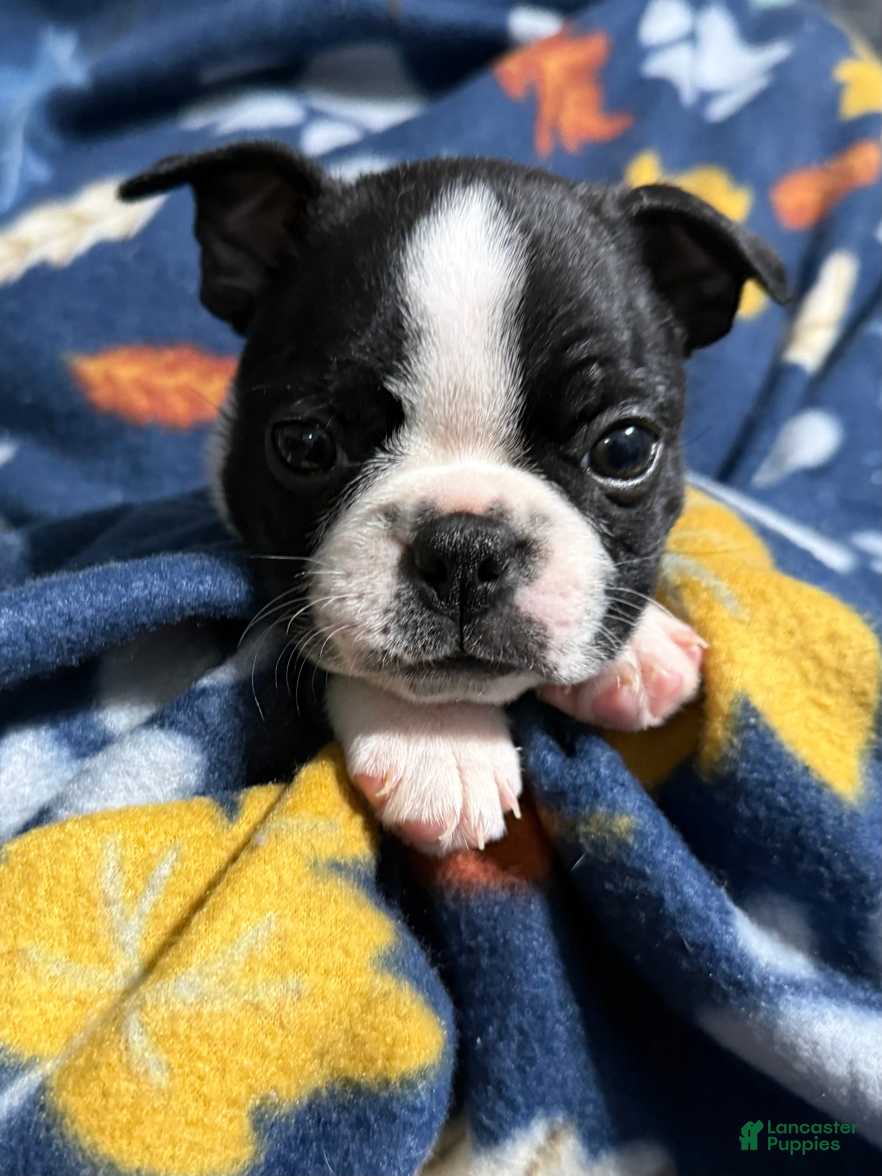Boston Terrier dogs Frosty - Ad 36