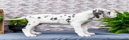Great Dane dogs for sale: Kelly - Ad 7