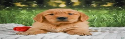 Golden Retriever dogs for sale: Stella - Ad 3