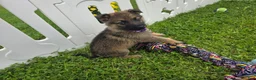 German Shepherd dogs for sale: German Shepherd 1 - Ad 6