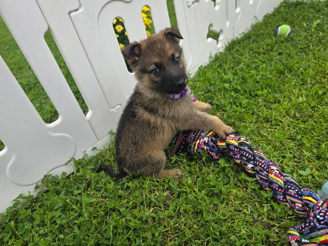 German Shepherd dogs for sale: German Shepherd 1 - Ad 6