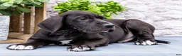 Great Dane dogs for sale: Zayne - Ad 8