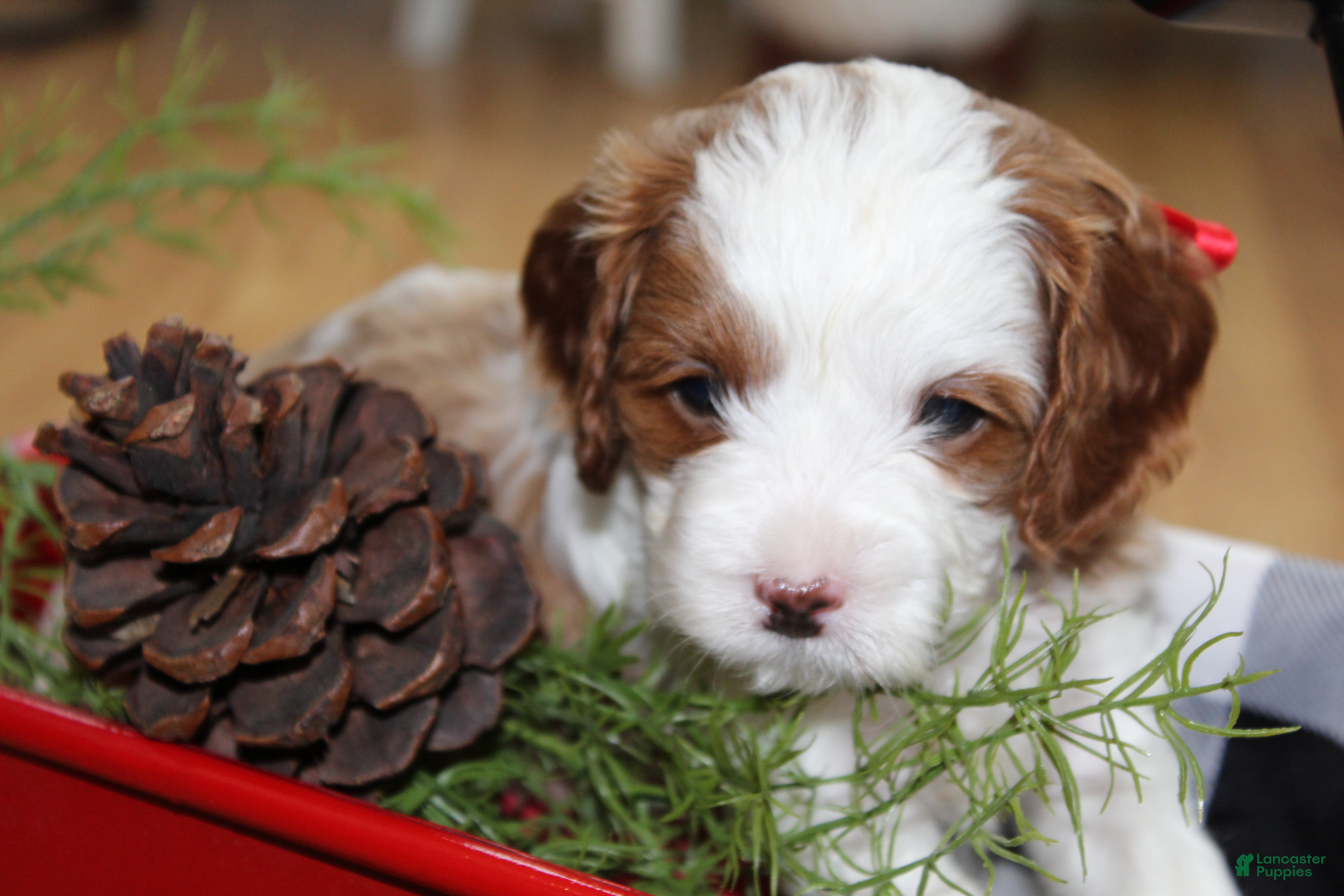 Cavapoo dogs Ivy - F1B Cavapoo Female - Ad 23